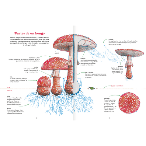 Libros Amanuta Informativo Reino Fungi 9789563643466